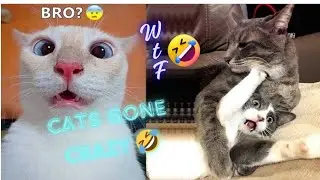 cats funny video🤣|try not to laugh|🤣|funny clips | patr 5| cute dod|cute cat #funnymoments#viral