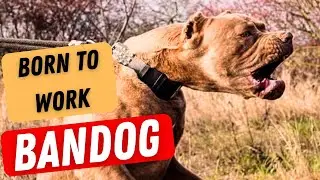 The BANDOG - born to work!