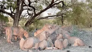 LION FEEDING FRENZY 🦁 The Kambula pride.