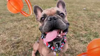 Прогулка с французским бульдогом на стадионе в Калининграде | Dog Vlog 3