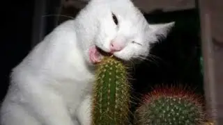 Funny Cat 2022||Funny Cat||Funny Dog||Part 1 #FunnyCatCompilation #CuteCats #CuteDogs