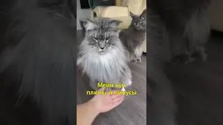 🐱Maine coon pros and cons👌🏼