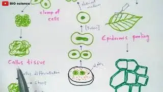 Protoplast culture method | Made easy | Bio science