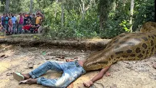 Anaconda Snake Attack Boys In Forest | An Anaconda Snake Attack Brief Story