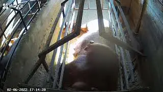 дюрки кайфуют, видео с камеры