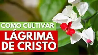 COMO CULTIVAR LÁGRIMA DE CRISTO! DICAS DE PLANTIO! CLERODENDRUM THOMSONIAE - CANAL MEU QUINTAL