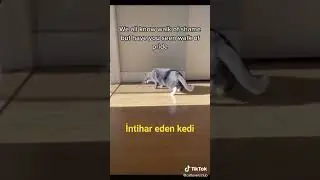 kedi kendinden geçti..#shorts #komikkedivideoları komikkedi