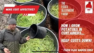 HOW I GROW POTATOES IN BUCKETS - More cost affective way!