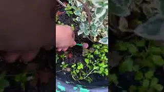 Пранк над мамой с чупа чупсом 🤣от Andi like 