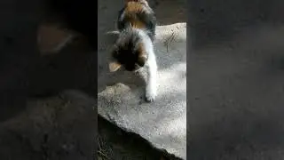 Savunma mekanizması