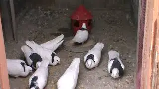 Пермские гривуны
