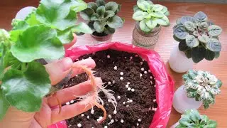 ОТ ЧЕГО ТАК ХОРОШО РАСТУТ ФИАЛКИ!