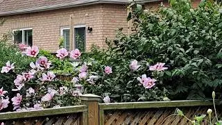 A perennial that I don't like