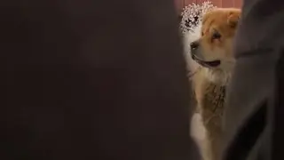 Playing hide & seek with my dog! | Chowchow | #shorts
