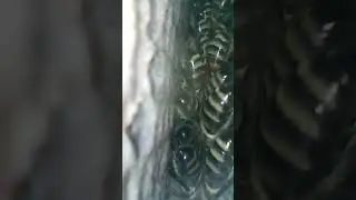 заглянул внутрь улья