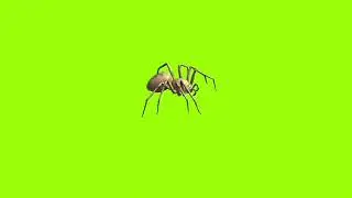 Right turn spider green screen 360 degree angel। green screen। green screen। ostad animation