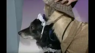 Alan Partridge - Victorian Dogs
