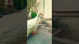 little cute girls Duck  funny moments || duck shorts videos 