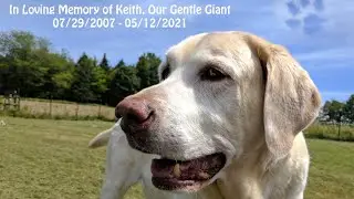 In Loving Memory of Keith, Our Gentle Giant 07/29/2007 - 05/12/2021