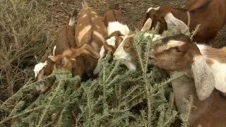 Philly Goat Project to hold annual Christmas tree recycling event