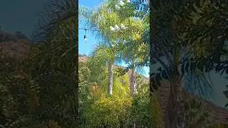 ЮЖНАЯ КАЛИФОРНИЯ. КОНЕЦ ОКТЯБРЯ. +25°