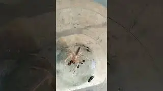 кормили сальпугу  ,фаланга на обеде