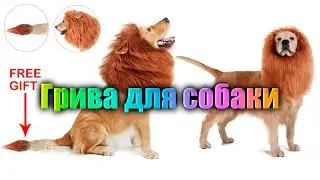 Грива для собаки
