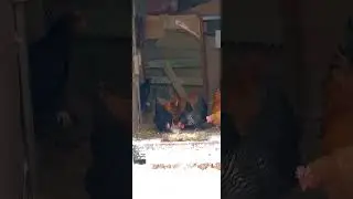 одна миска на всех