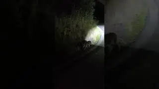 Лиса в Неаполе