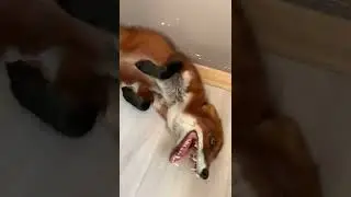 Более годных видео у меня на канале (чек описание) #shorts #lifehacks #hack #life #fine # тик-ток