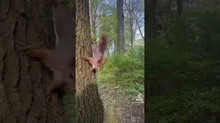 squirrel Білка #squirrel #squirrels #білка