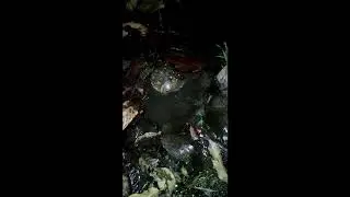 Tortoise Rescued 2020