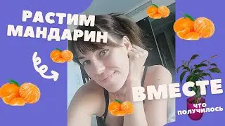 Как вырастить мандарин дома