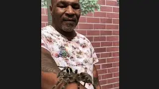 MIKE TYSON SCARED OF SPIDER FROM THE Real Tarzan