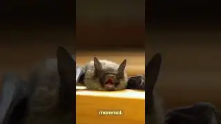 Bumblebee bat, smallest mammal...