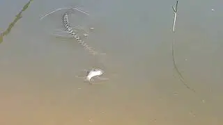 Змея поймала рыбу