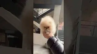 It's such a cute pom. Look at it running around. Is it a doll?😍😘 #cutepuppy #teacuppom