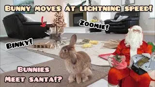 Bunnies Meet Santa at Petsmart! Rabbit Moves at Lightning Speed!?