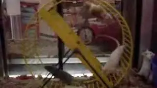 X-treme Mouse Wheel Action