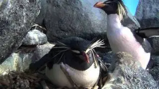 UWL Rockhopper Penguins