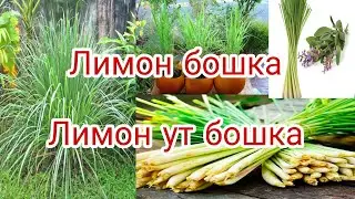 Лимон утнинг шифобахшлиги_Limon o'tning shifobaxshligi.