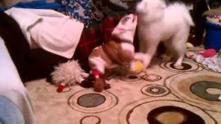Lexi the Samoyed vs. Stella
