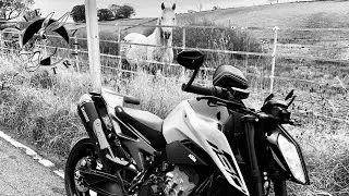 Mule Train, Born To Be Wild, 13/10/2024.