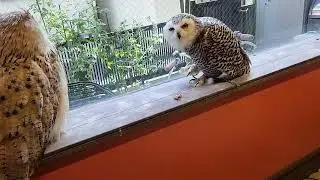 鳥のいるカフェ