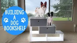 Building a Dog Book Shelf With A Puppy // Percy the Papillon Dog