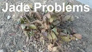 Common Jade Plant Problems