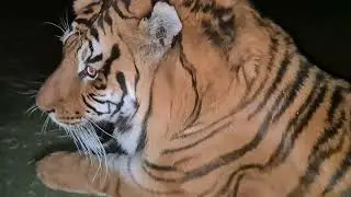 Why are tigers hair not as hard as pig hair?