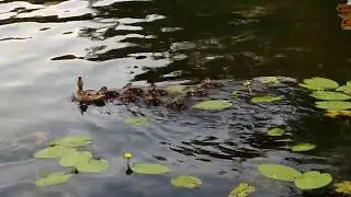 Утка с утятами на Еловом.