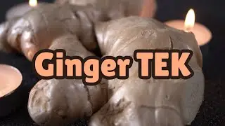 Ginger TEK — Cure Nausea And Feel Vibrant — For 5-MeO-DMT, LSD + Other Psychedelics