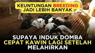 Perlakuan induk domba sebelum dan sesudah melahirkan | Supaya indukan bisa cepat dikawinkan